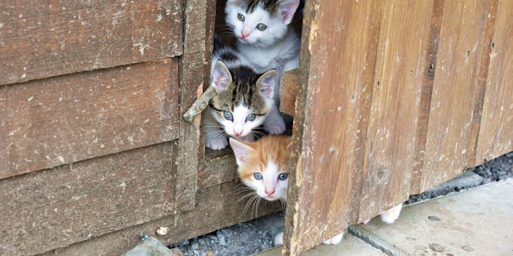 Three darling kittens standing spilling out of a shed.