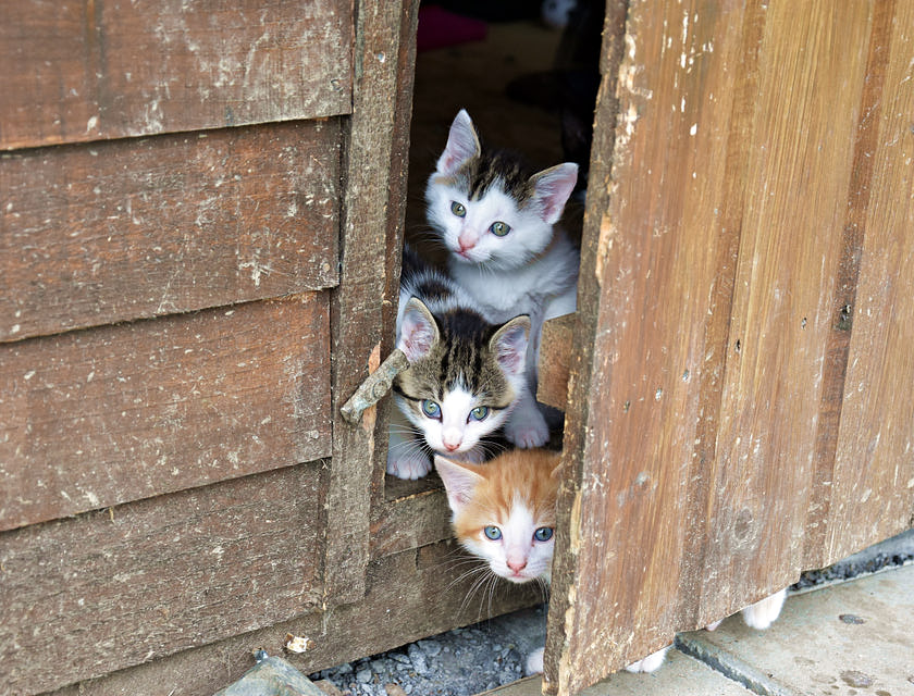 Three darling kittens standing spilling out of a shed.