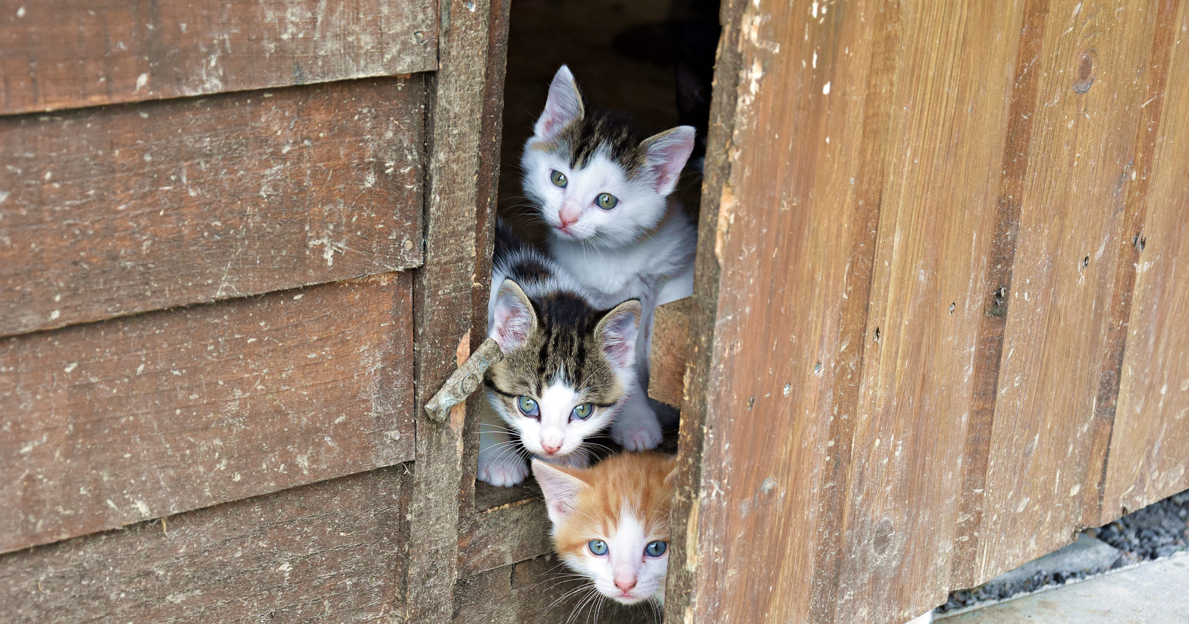 Darling Business Names