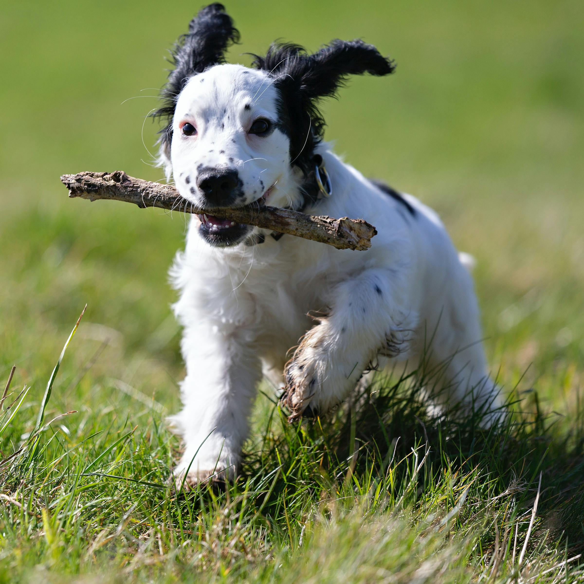 Dog Boarding Business Names