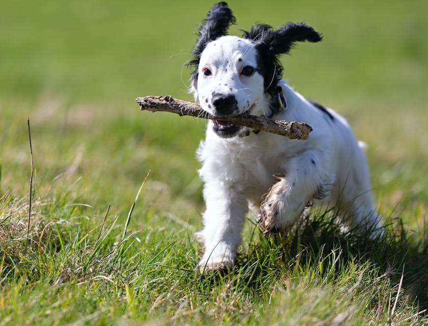 A dog fetching a stick in a park.