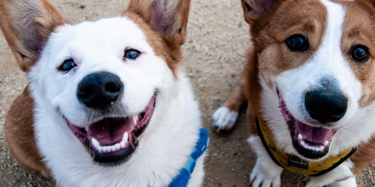 Two white and brown dogs.