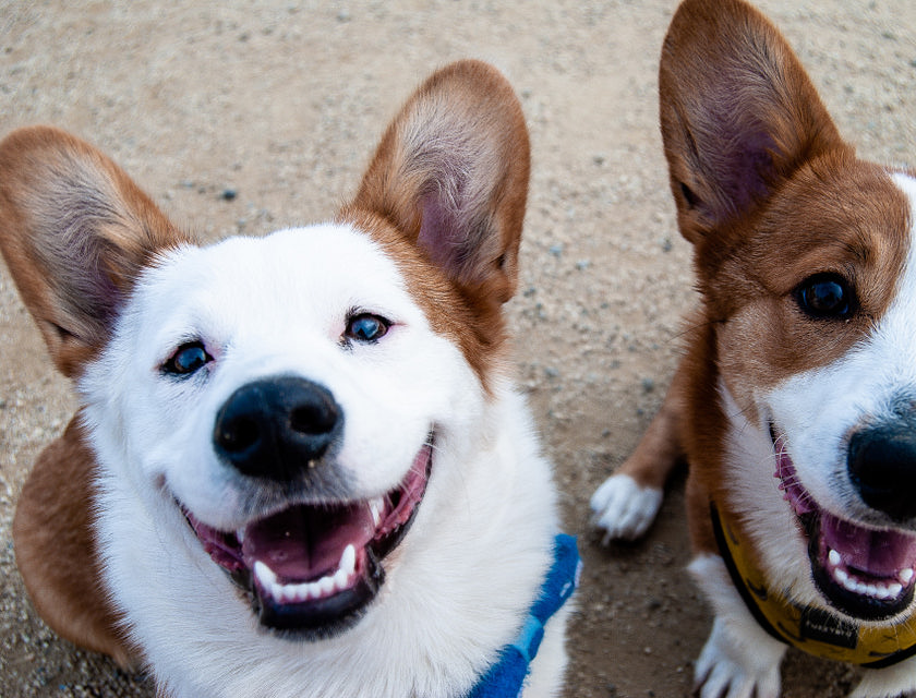 Dois cachorros branco e marrom.
