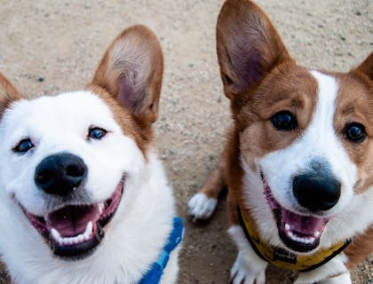 Dois cachorros branco e marrom.