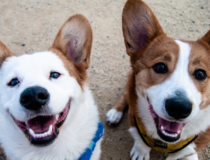 Nombres para negocios para perros