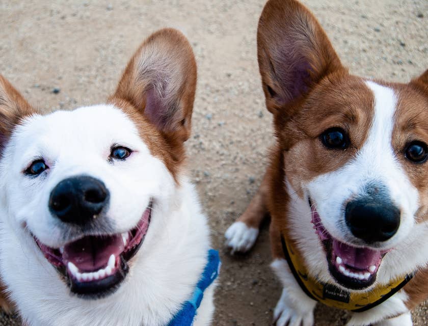 Due cagnolini bianchi e marroni che sorridono.