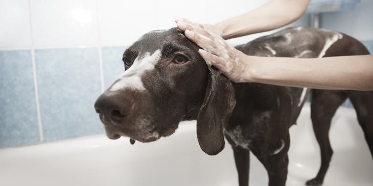 black dog being bathed in a tub