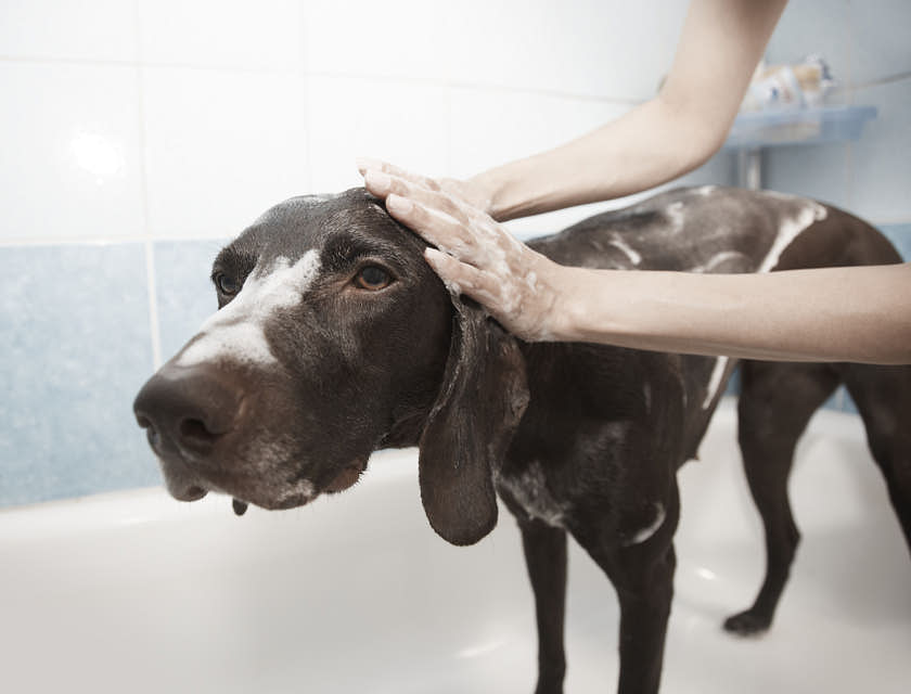 Um cachorro tomando banho em uma banheira em um centro de estética animal.