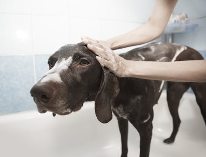 Nombres para peluquerías caninas
