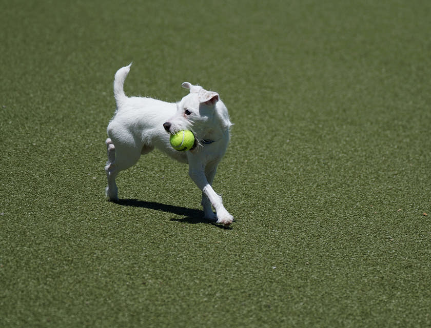 A dog fetching a ball in a dog park.