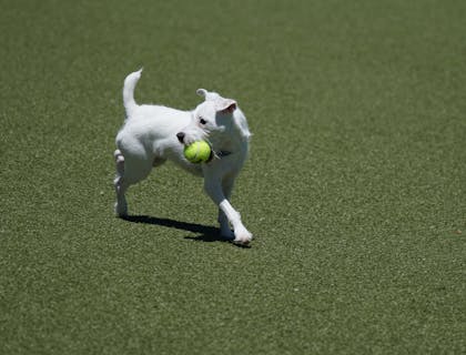 Cachorro com um brinquedo na boca em um cachorródromo.