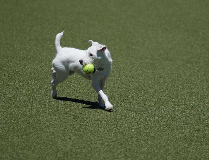 Noms de parc à chiens