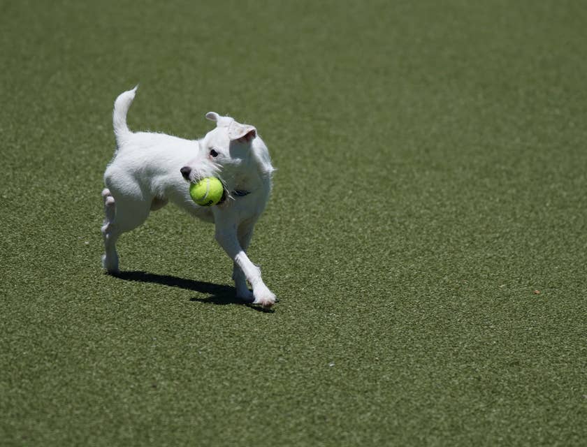 un perro sosteniendo una pelota en un parque para perros