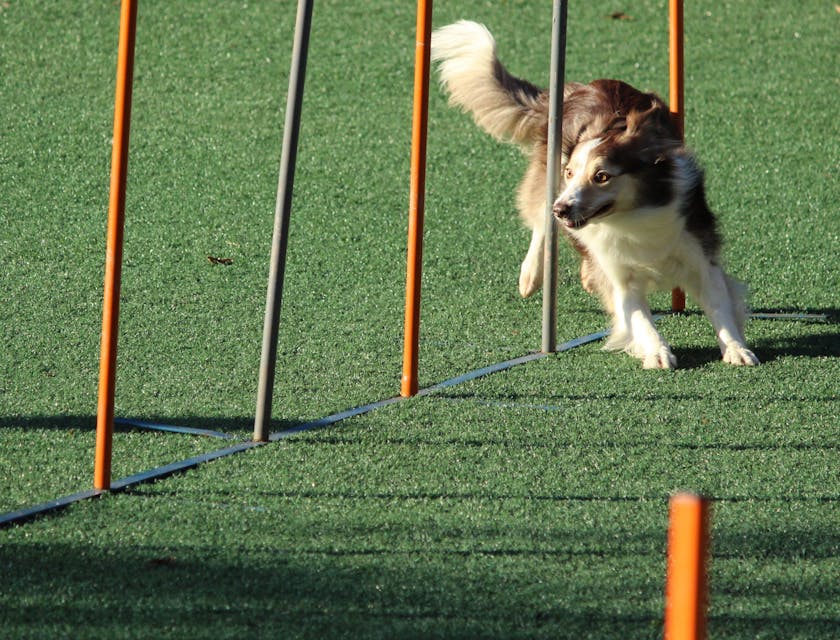Dog Training Business Names
