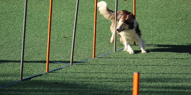 A dog completing a training exercise.