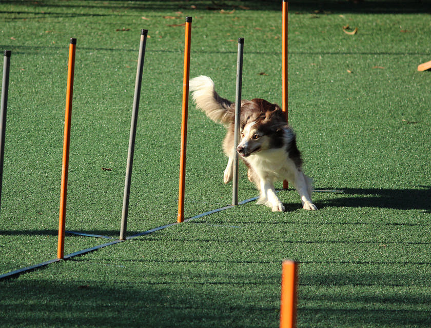 A dog completing a training exercise.