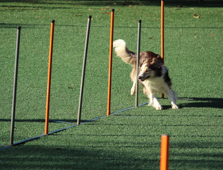 Nombres para empresas de entrenamiento para perros