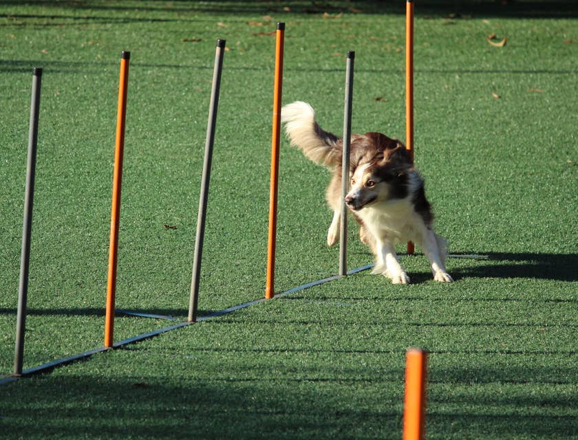 Ein großer Hund rennt zwischen Stangen auf dem Gelände einer Hundeschule.