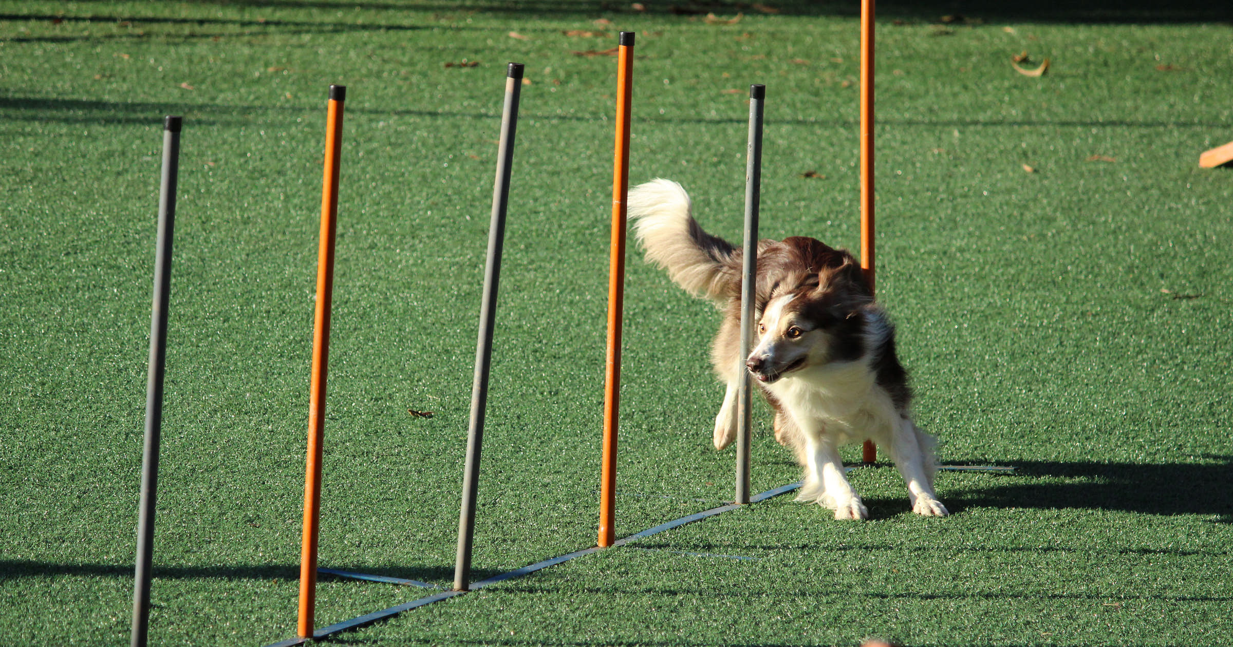 dog-training-business-names