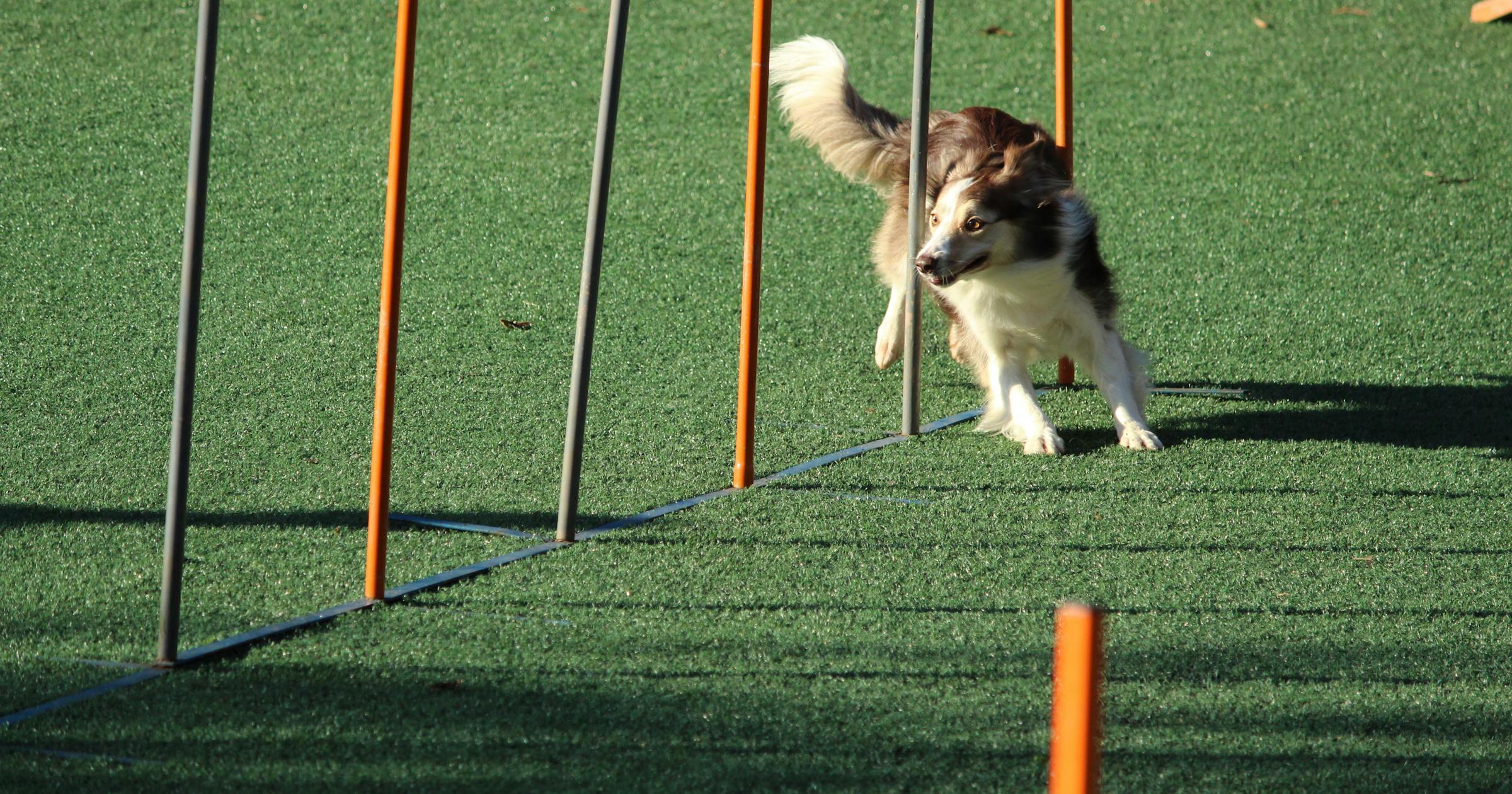 Dog Training Business Names dog-training-business-names