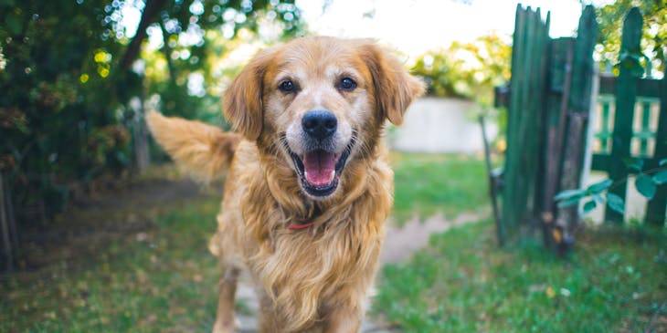 A dog running through the yard of a dog waste removal business.