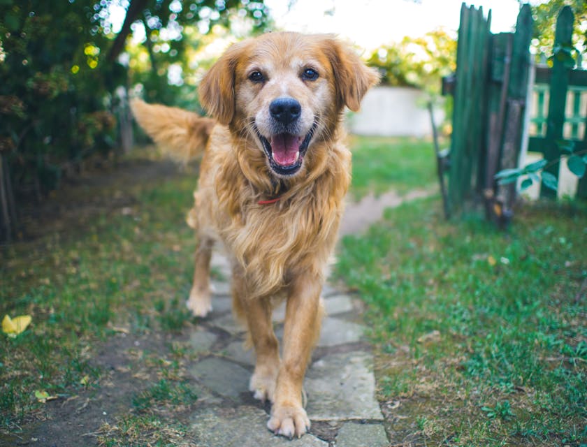 A dog running through the yard of a dog waste removal business.