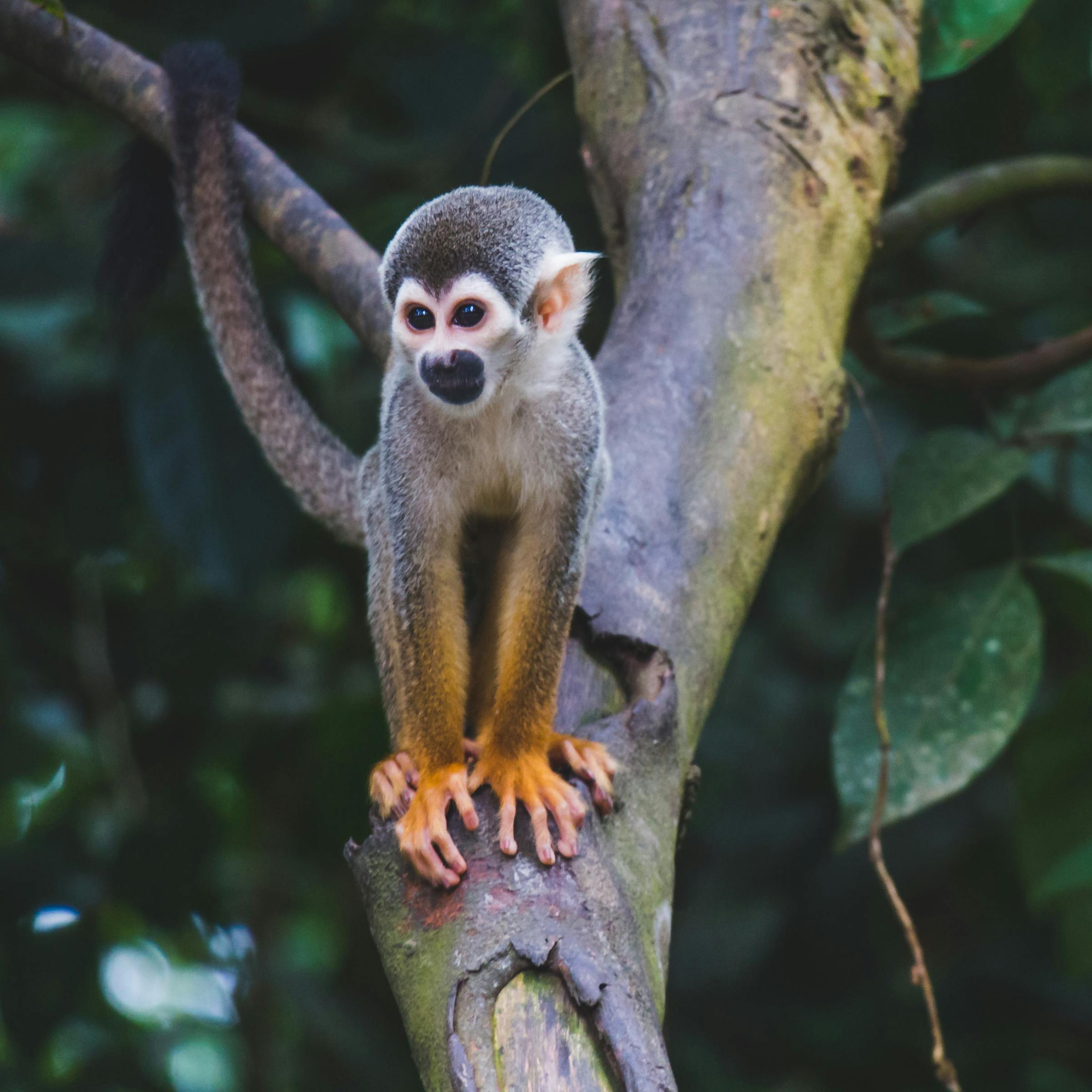 Exotic Animal Business Names