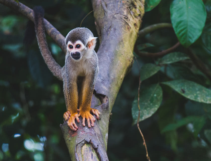 Um animal exótico em uma árvore.