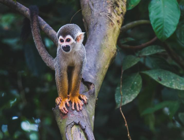 Exotic Animal Business Names