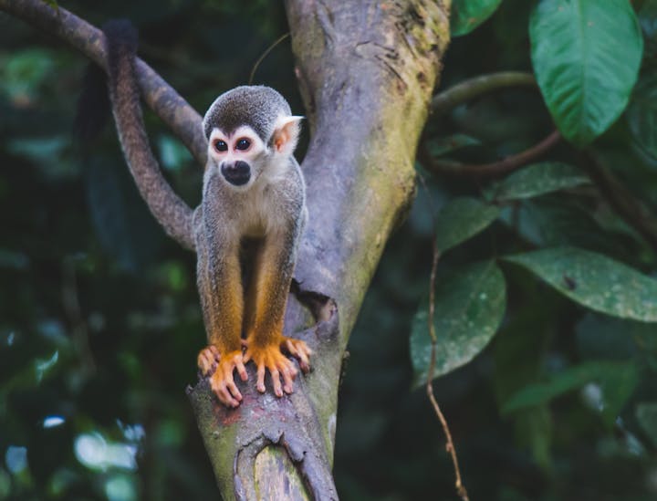 Nombres para negocios de animales exóticos