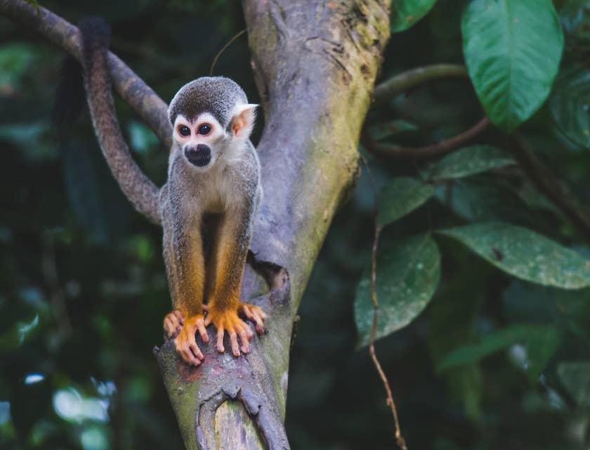 Un mico posado sobre la rama de un árbol en un negocio de animales exóticos.