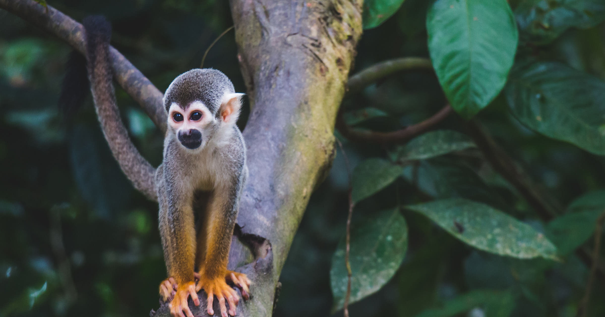 Exotic Animal Business Names