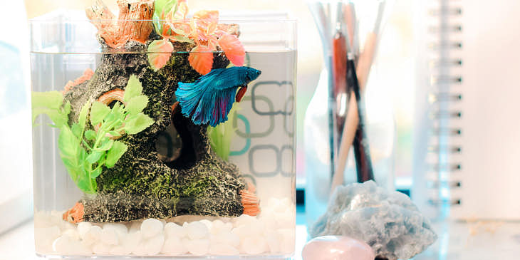 A Betta fish swimming in a tank.
