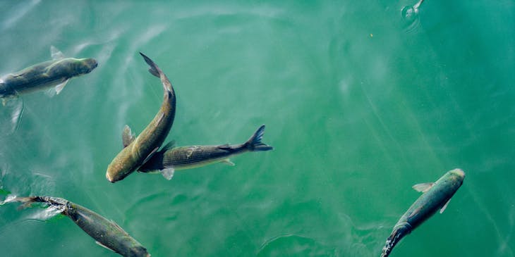 fish being reared at a fish farm