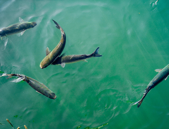Nomes para fazendas de peixes