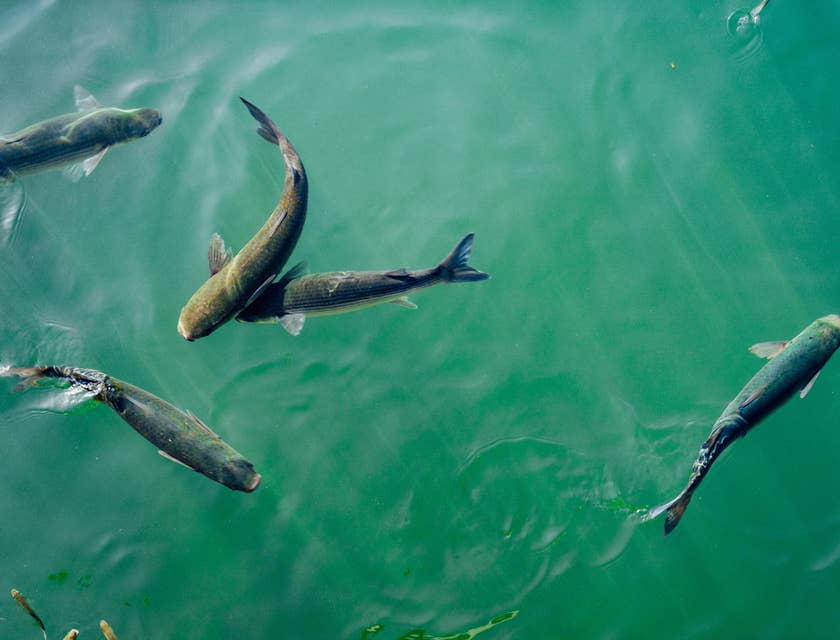 Des poissons élevés dans une ferme piscicole.