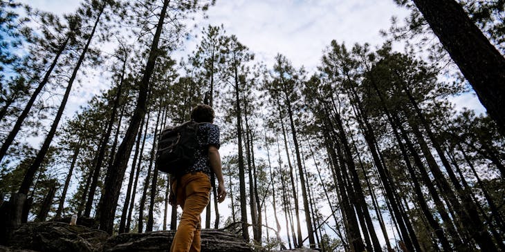 A forestry business owner surveying a forest.
