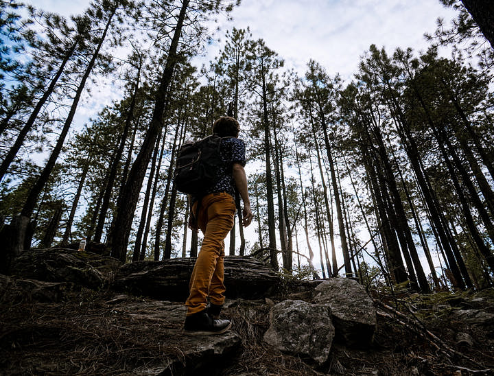 Nomes para empresas florestais