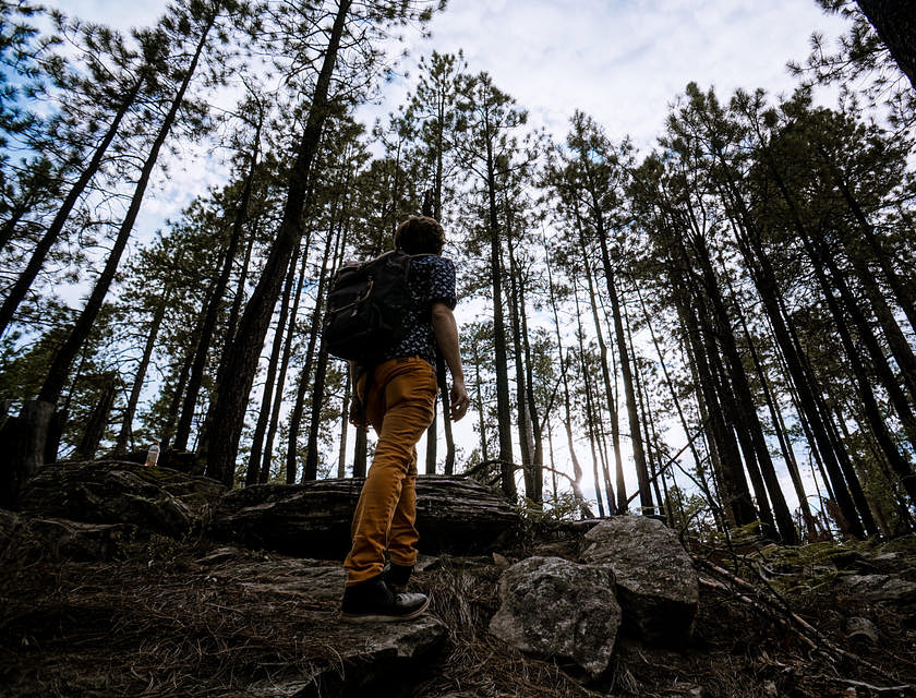 A forestry business owner surveying a forest.