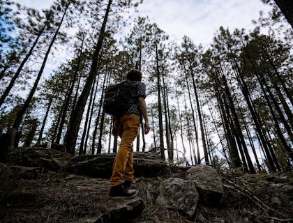 A forestry business owner surveying a forest.