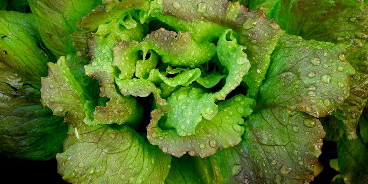 Fresh lettuce with water droplets on it.