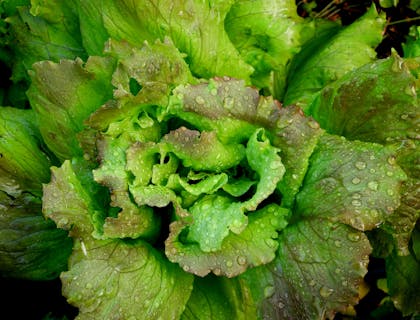 Fresh lettuce with water droplets on it.