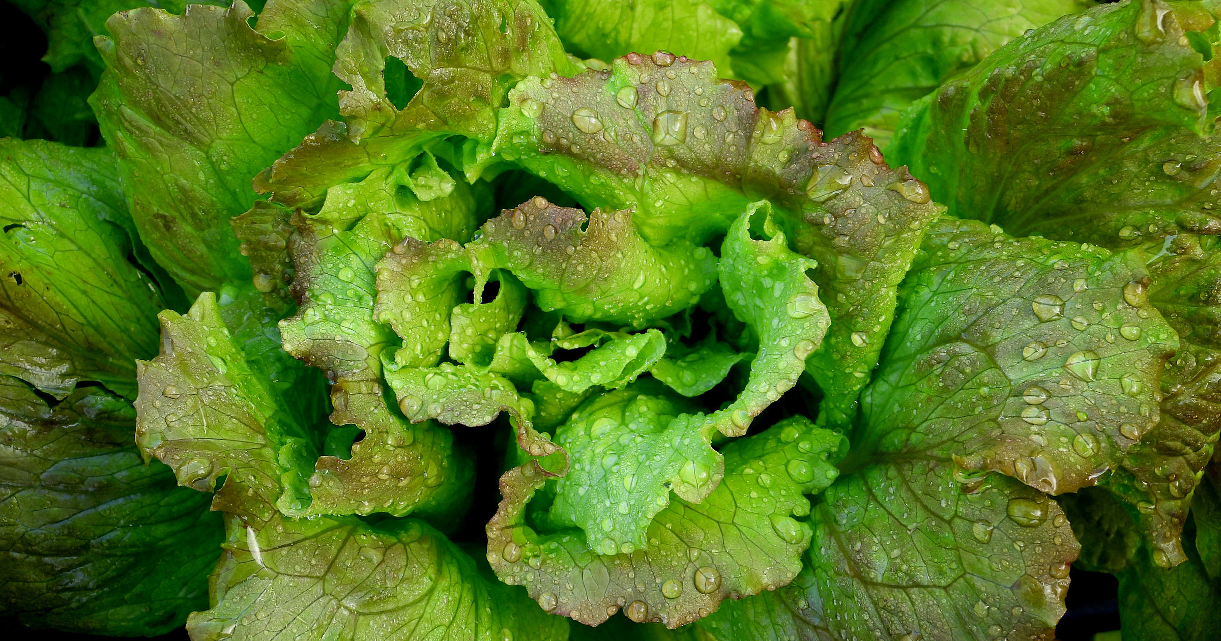 Fresh Business Names + Free Logos