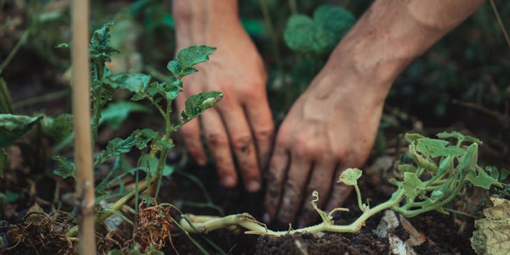 Person digging in soil with their hands at a gardening business