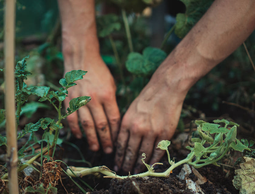 Une personne creusant la terre avec ses mains dans une entreprise de jardinage.