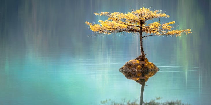 Un arbre harmonieux se reflétant dans des eaux calmes.