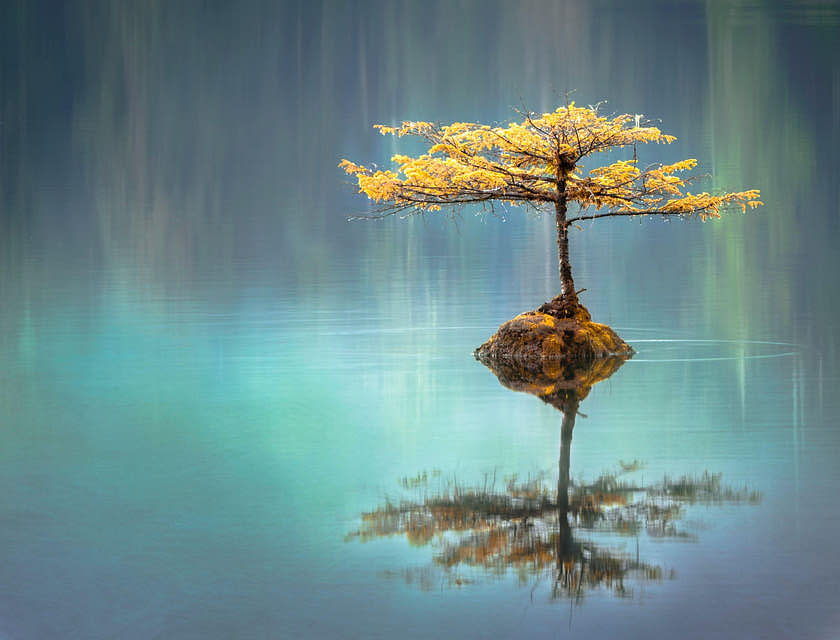 Uma árvore harmoniosa sendo refletida na água.
