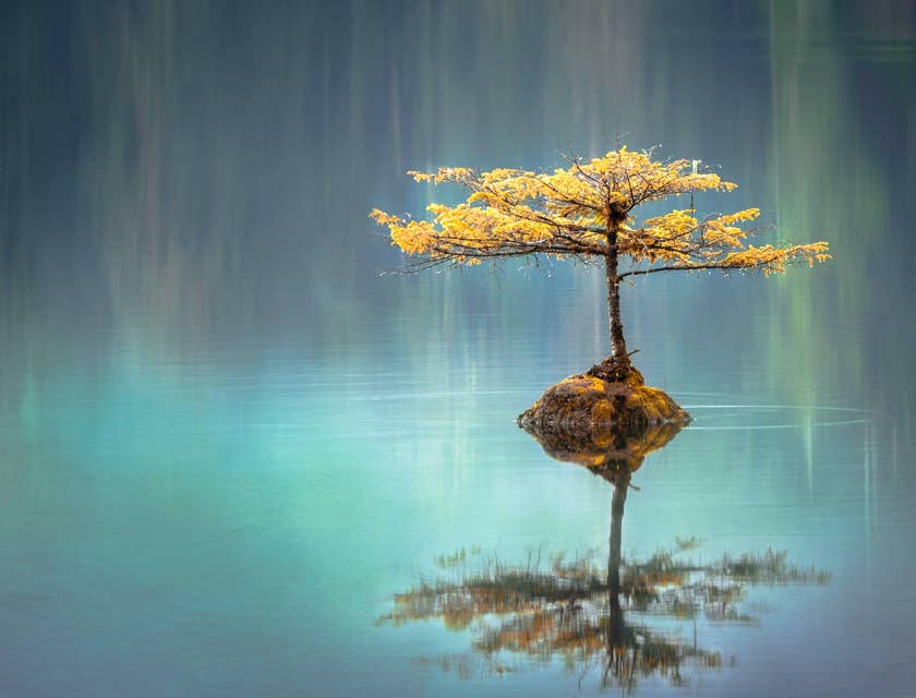 Uma árvore harmoniosa sendo refletida na água.