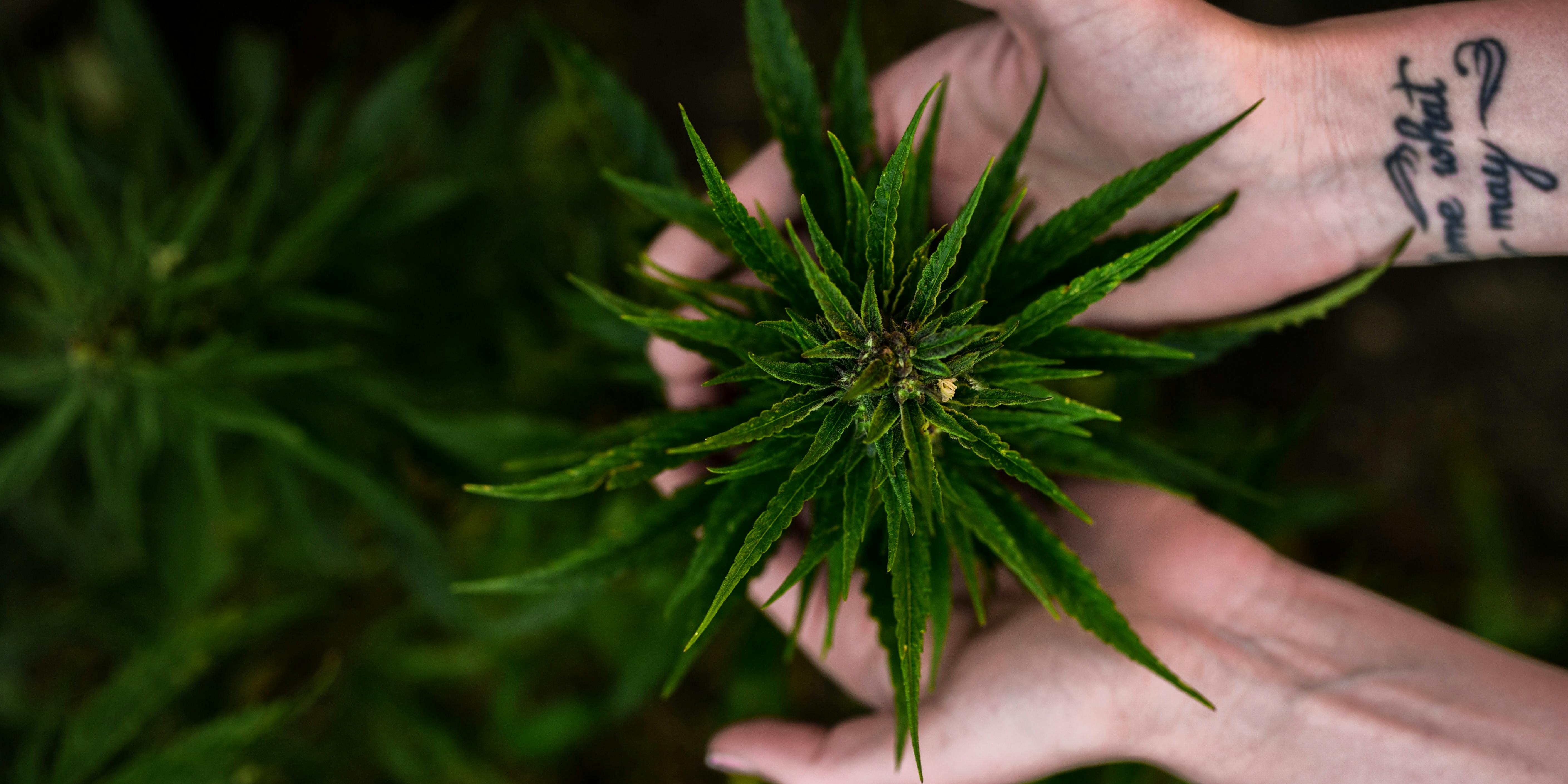 Is Hemp Inc Still In Business Hemp Business Names + Free Logos