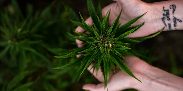 A hemp plant in a greenhouse.